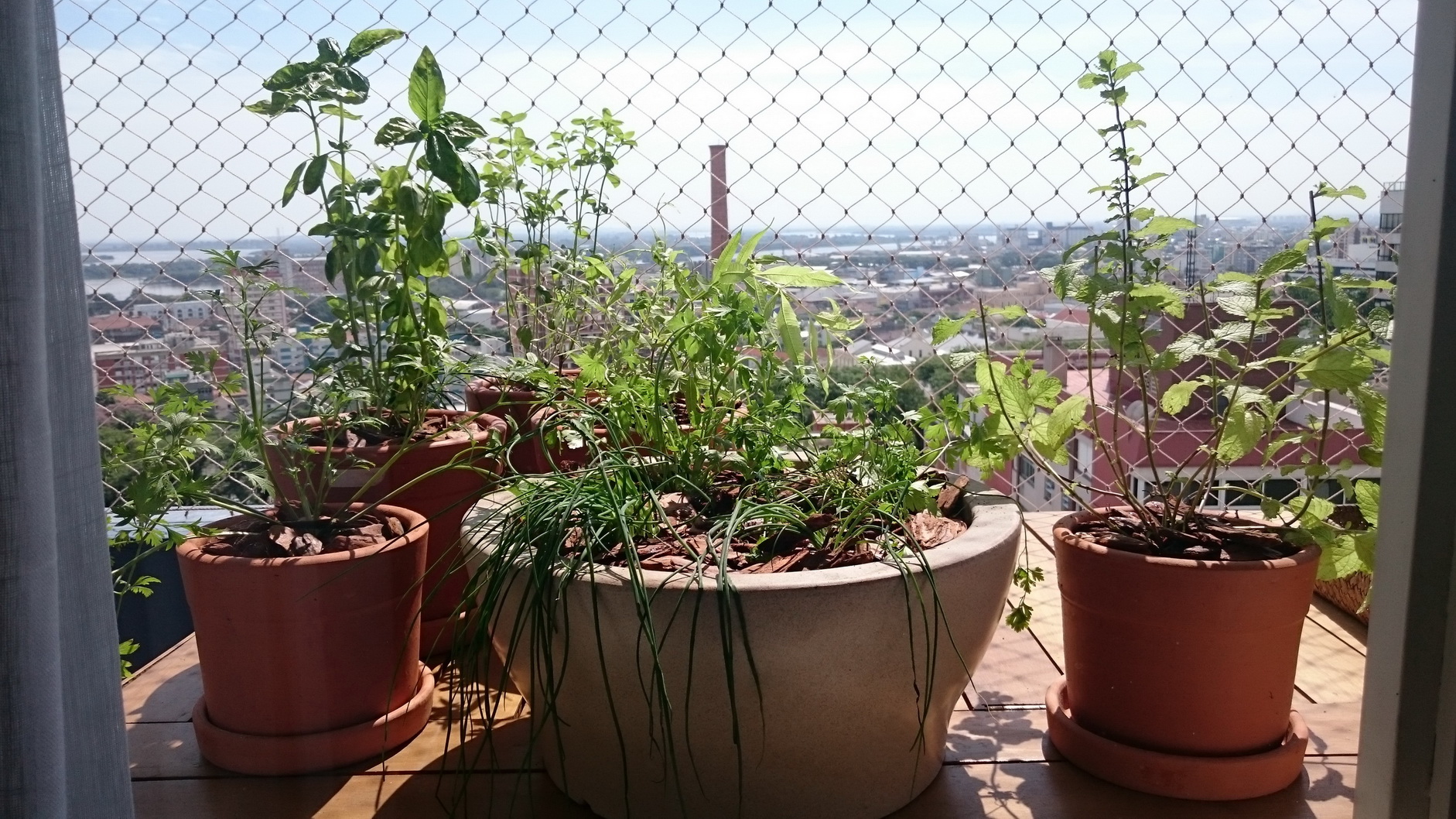 Lugares altos são perfeitos para que as plantas tenham sol frequentemente